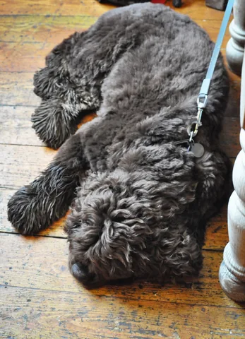 Barney taking the brief opportunity to have a nap