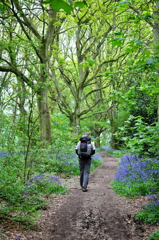 As you'll hear on the video, the bluebells flowering late this year made the wooded sections all the more spectacular