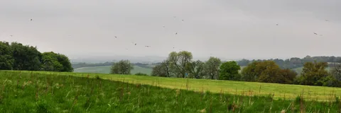 Lots of red kites hovering over a tractor ploughing the field below