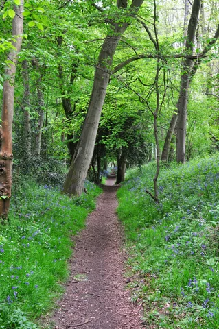 The path down through Grim's Ditch