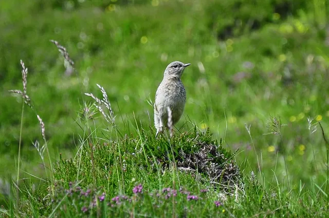 Not sure what type of bird this is