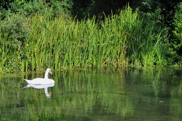 Difficult to photograph swans in bright sunlight, I discovered. Throws the exposure meter right off!