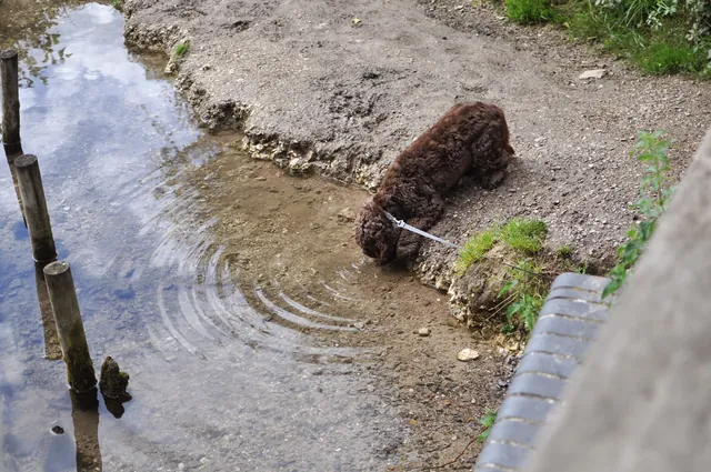 Great thing about river walks on a hot day is we don't have to worry too much about the pooch hydration situation