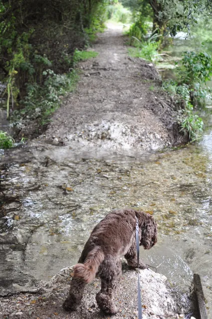 The water broke through the path here. Deeper than it looks on photo. Shoes and socks had to come off