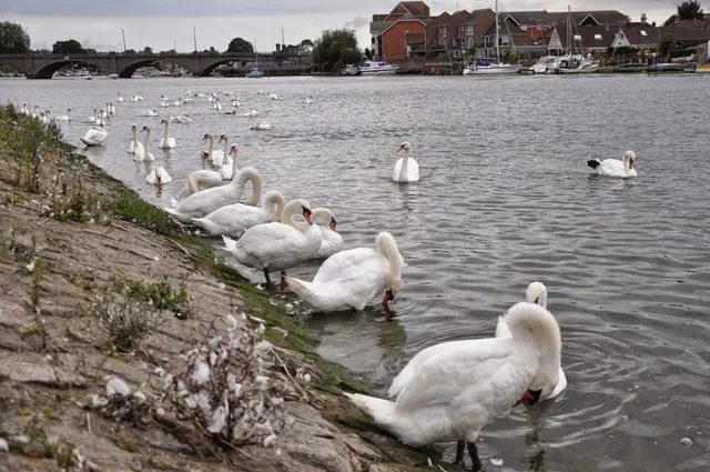 Loads of swans at the end of Riverside Park (for some reason)