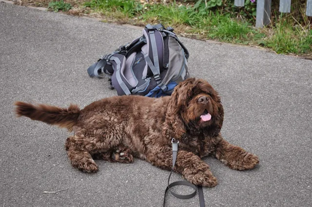 Poor Barney, pooped, but our little hiker bear x