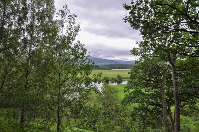 Looking down into Glen Feshie valley on the early morning dog walk. That's our stomping ground for the next 5 days