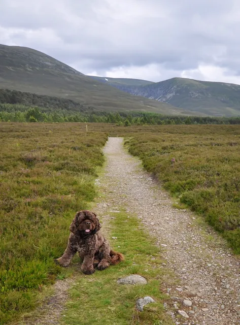 He might look like a toy dog, but Barney's proved his long distance hiking skills before, so we weren't concerned about his stamina
