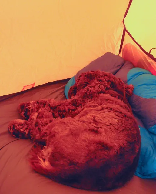 Barney pooped after a long first day