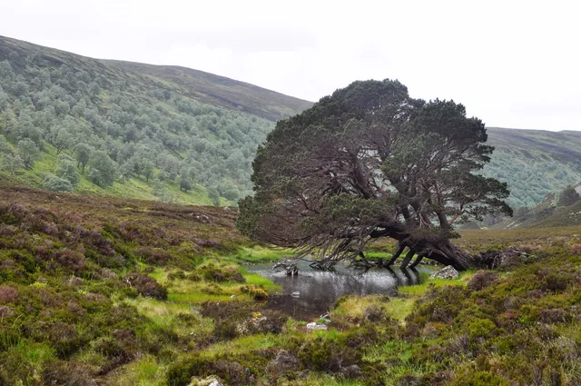 Glen Feshie Loch Eanaich Circuit — photograph 41