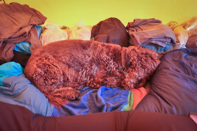 Barney, knackered!