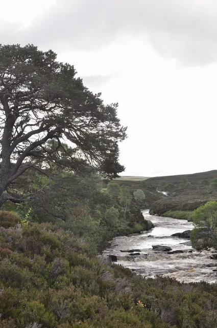 More Feshie river scenes, but the ground getting more fell-like higher up