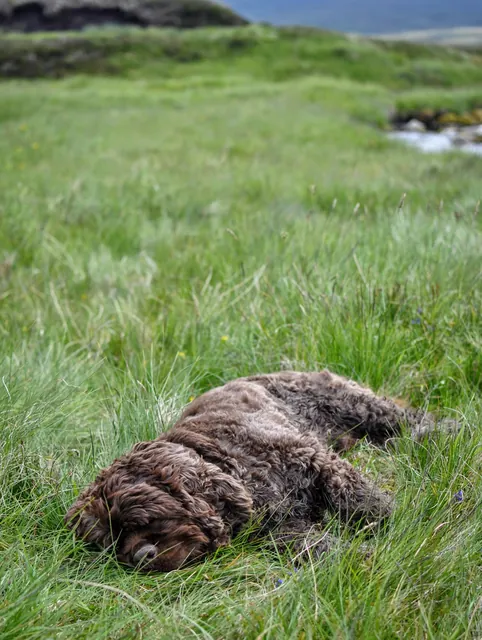 Felt sorry for Barney having to fight through the heather with short legs and it brushing his underside. He did well