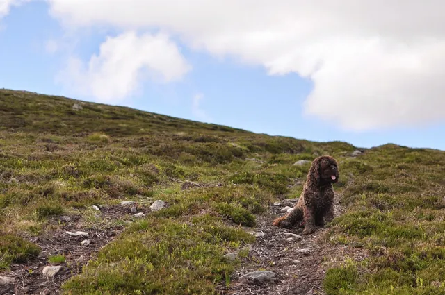 We got lucky finding this 4x4 track which wasn't marked on the O/S map. This took us all the way to the top