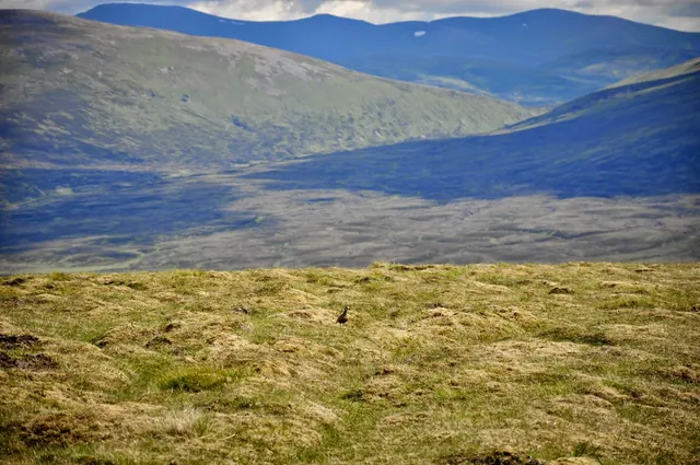Glen Feshie Loch Eanaich Circuit — photograph 74