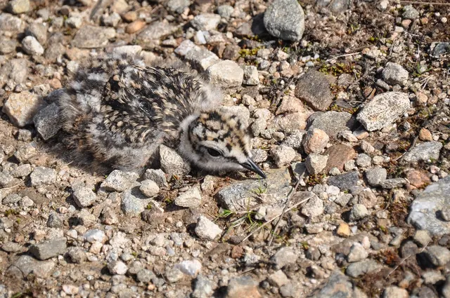 This little chick couldn't get over the steep sides of the 4x4 track, so just played dead whilst Barney walked past, and it worked