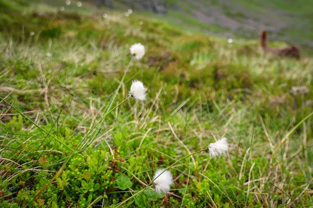 Cotton grass
