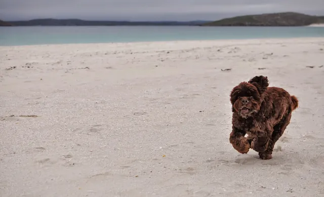 Barney loving racing along the beach