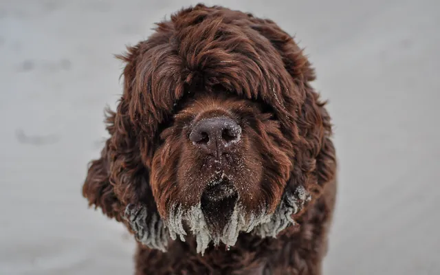 Barney with his white sand beard