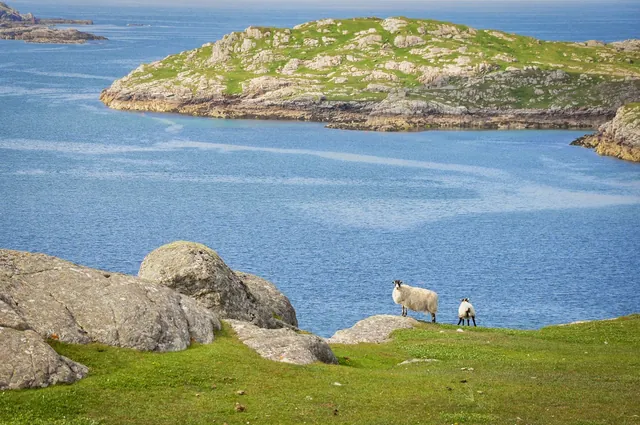 We had to keep Barney on a lead to stop him chasing the sheep