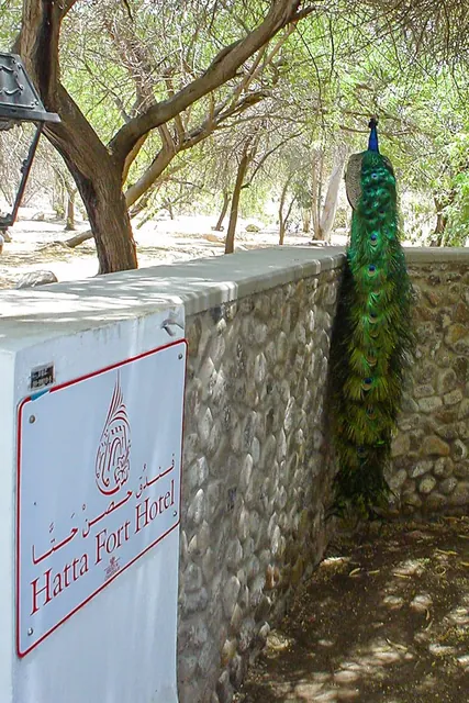 A resident peacock