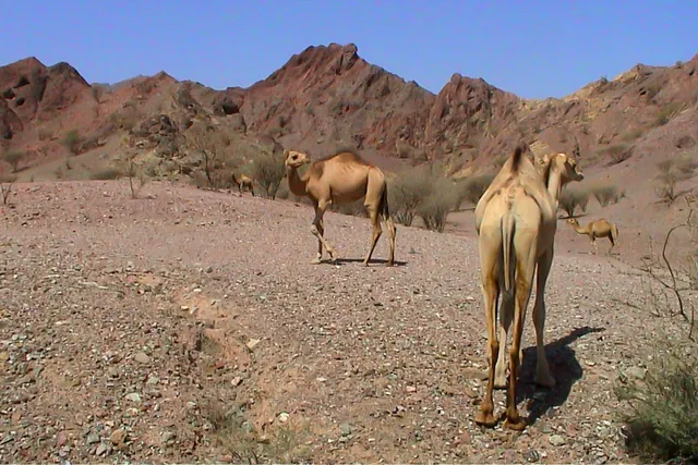 Hatta Fort Hotel — photograph 16