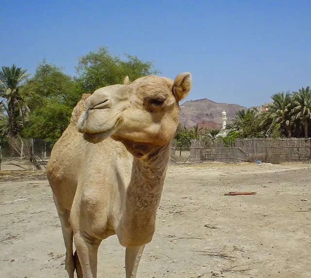 Hatta Fort Hotel — photograph 40