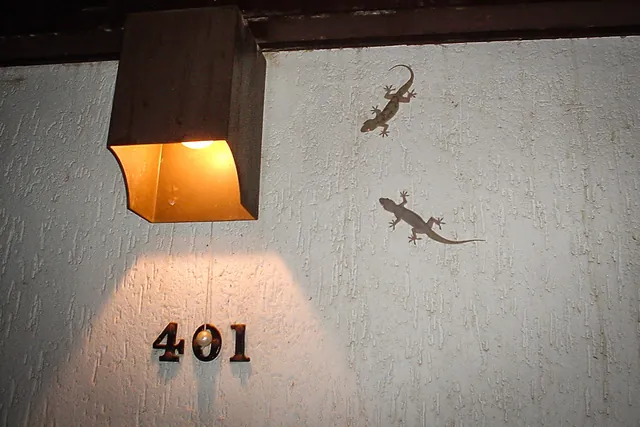 Late night geckos waiting for insects attracted by the light