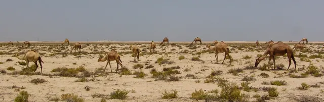 Al Maha Desert Resort — photograph 1
