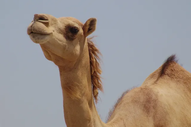 Al Maha Desert Resort — photograph 2