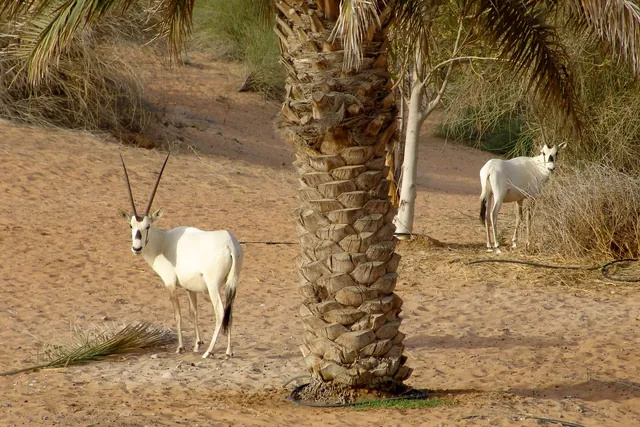 Al Maha Desert Resort — photograph 15