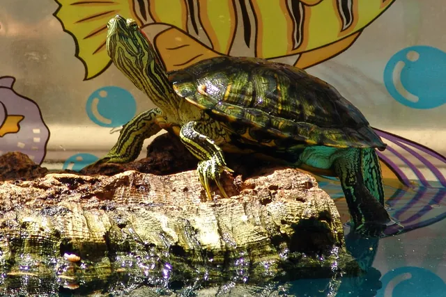 Gill's visiting South African friends gifted her with a couple of terrapins. Not your usual present, but led to a kiddie paddling pool home for them for a while