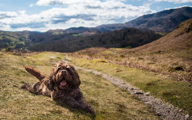 Barney loving the day so far as we approach Elterwater