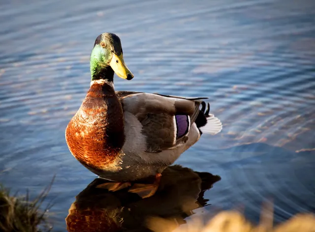 Ducks and seagulls were noisy in the night and morning, but friendly around camp