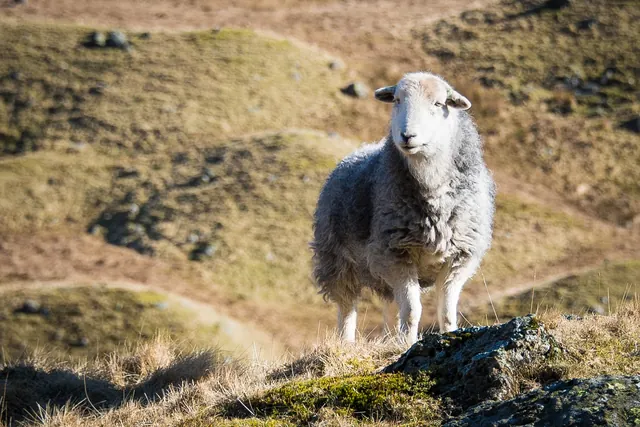 A Herdwick sheep on the fells. Not going to challenge Ian Lawson's portfolio on this occasion