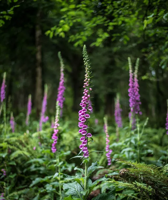 Loads of foxgloves in the Exmoor National Park section. Unexpected, but a nice backdrop