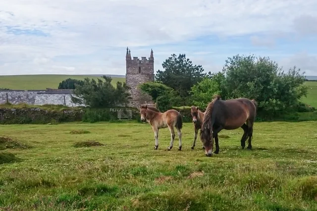 Horses in front of Countisbury church (St. John the Baptist)