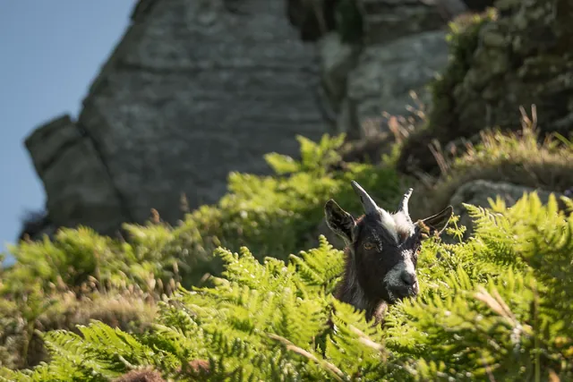 Feral goats graze the hillside