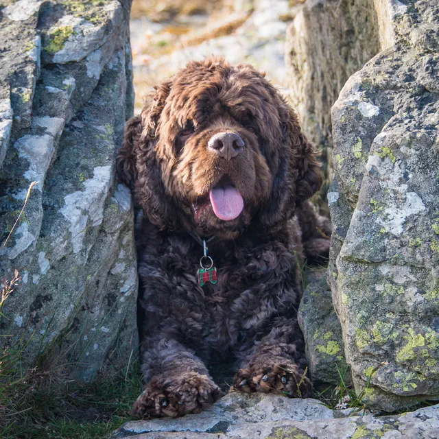 Barney's lookout between the rocks, waiting for me to come back from getting water from Hill Brook