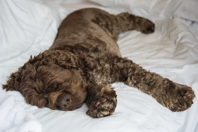 Such a monkey, enjoying some quality quilt time during our rest days in Instow 