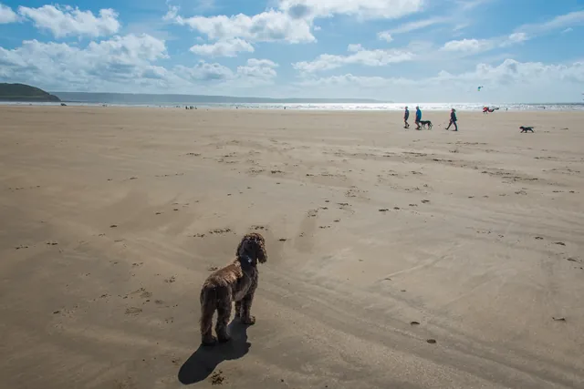 Lots for Barney to bark at out there