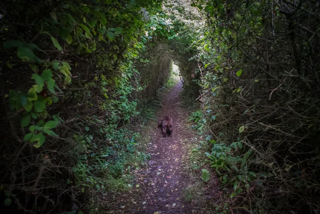 South West Coast Path - North Devon — photograph 55