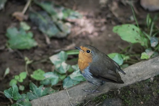 Friendly little robin paying us a visit