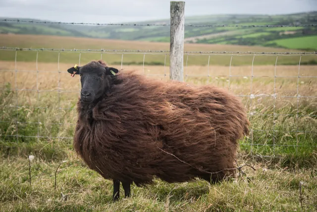 That's one hairy sheep. Poor thing seems to be dragging part of a bush along with it