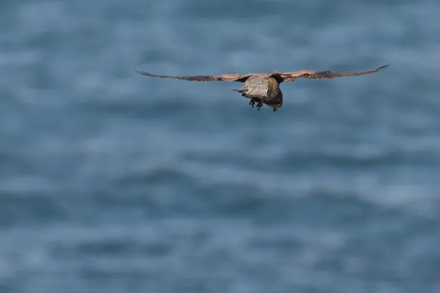 Lots of birds of prey along the coast. More than we usually see inland at home
