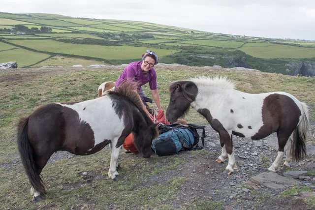 Ponies taking more interest in the contents of our backpacks than we'd like. Barney not amused