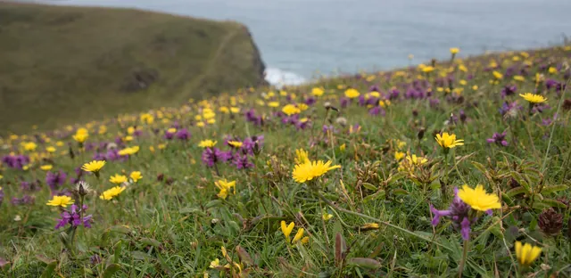 South West Coast Path - North Cornwall — photograph 28