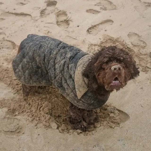 Barney wet through and covered head to tail in sand after many rollings on the beach - great!