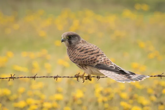 Lots of kestrels hunting along the Path