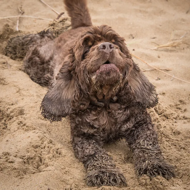 Barney loves beaches. We have now established that